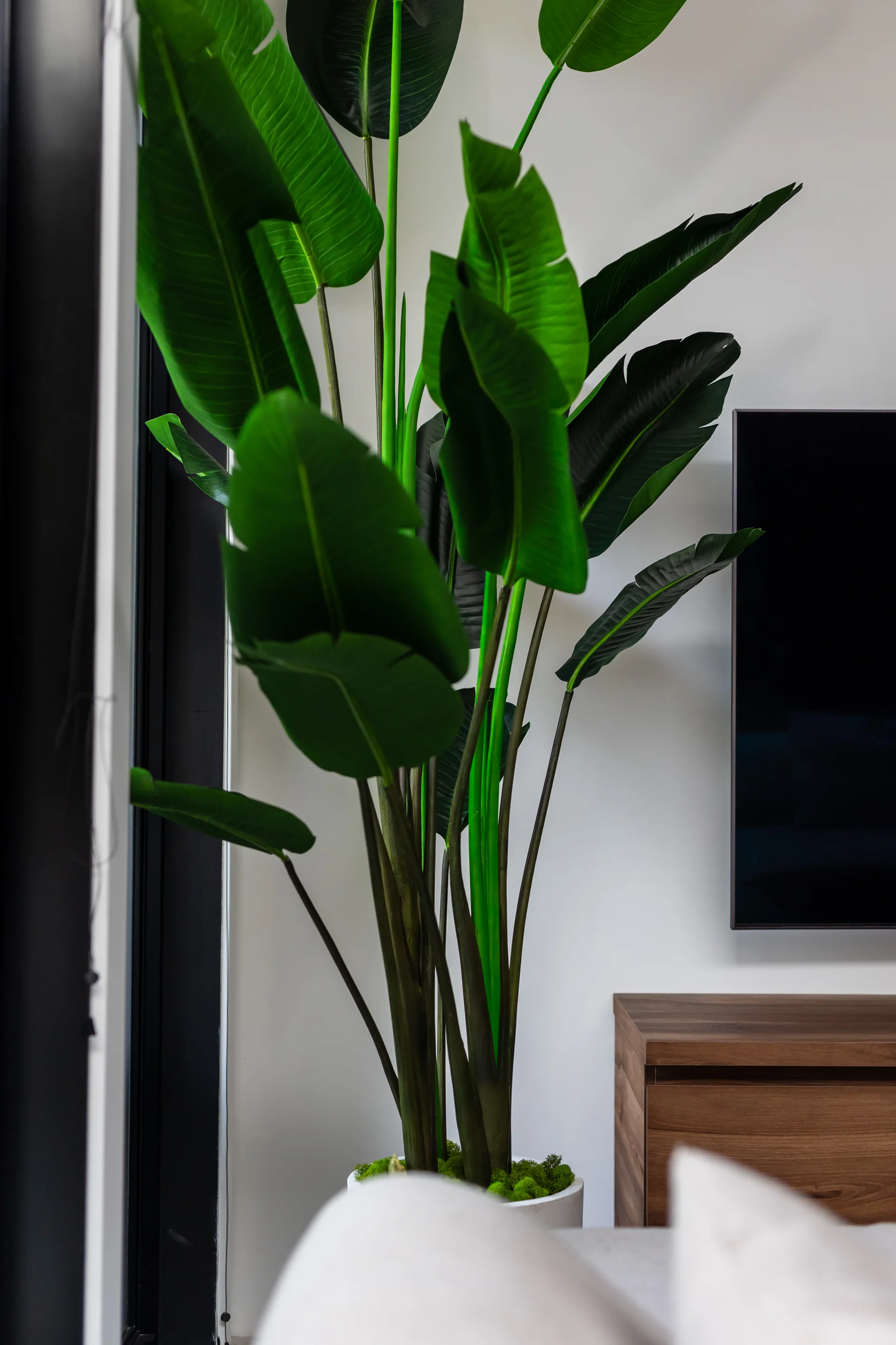 Projet Butternut, photo 15